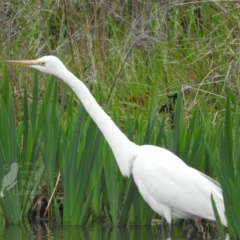 Ardea alba at Fadden, ACT - 3 Oct 2016 09:45 AM