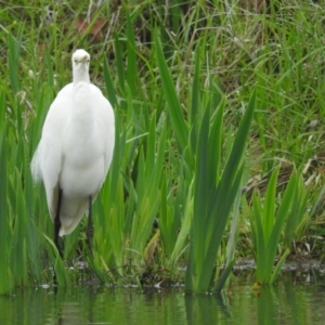 Ardea alba at Fadden, ACT - 3 Oct 2016 09:45 AM