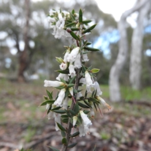 Lissanthe strigosa subsp. subulata at Fadden, ACT - 3 Oct 2016