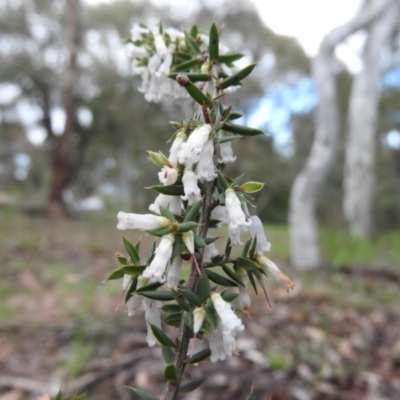 Lissanthe strigosa subsp. subulata (Peach Heath) at Fadden, ACT - 3 Oct 2016 by ArcherCallaway