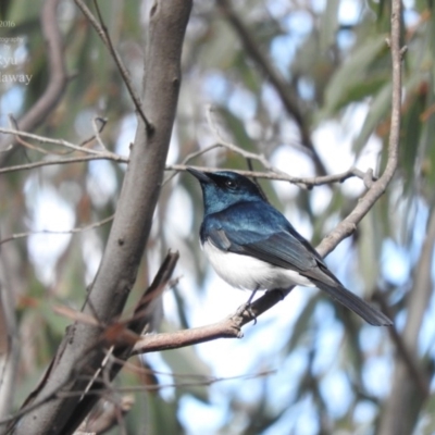 Myiagra cyanoleuca (Satin Flycatcher) at Fadden, ACT - 2 Oct 2016 by RyuCallaway