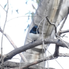 Myiagra cyanoleuca at Fadden, ACT - 3 Oct 2016