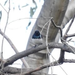 Myiagra cyanoleuca at Fadden, ACT - 3 Oct 2016