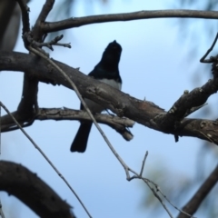 Myiagra cyanoleuca at Fadden, ACT - 3 Oct 2016