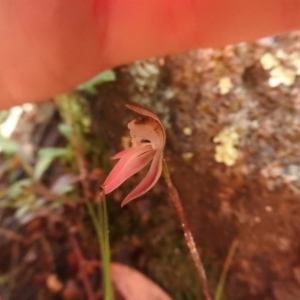 Caladenia fuscata at Fadden, ACT - 3 Oct 2016