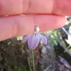 Caladenia fuscata at Fadden, ACT - 3 Oct 2016