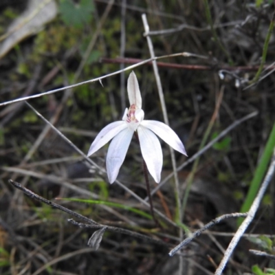 Caladenia fuscata (Dusky Fingers) at Fadden, ACT - 2 Oct 2016 by RyuCallaway