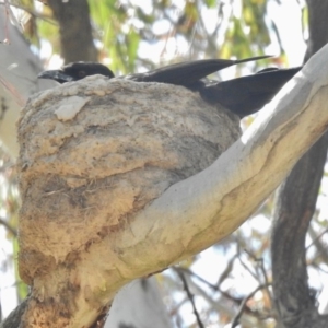 Corcorax melanorhamphos at Forde, ACT - 20 Nov 2016 08:56 AM