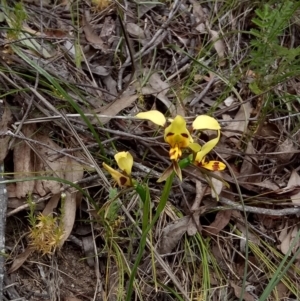 Diuris sulphurea at Carwoola, NSW - 20 Nov 2016