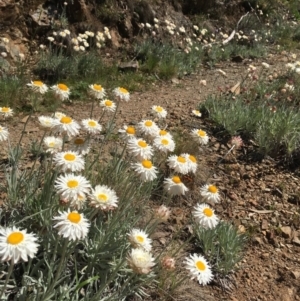 Leucochrysum alpinum at Paddys River, ACT - 20 Nov 2016