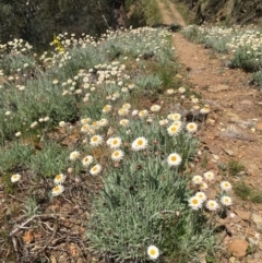 Leucochrysum alpinum at Paddys River, ACT - 20 Nov 2016