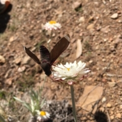 Leucochrysum alpinum at Paddys River, ACT - 20 Nov 2016