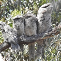Podargus strigoides (Tawny Frogmouth) at Forde, ACT - 20 Nov 2016 by JohnBundock