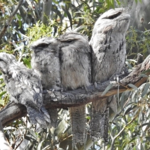 Podargus strigoides at Forde, ACT - 20 Nov 2016