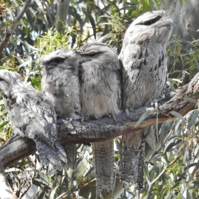 Podargus strigoides (Tawny Frogmouth) at Forde, ACT - 20 Nov 2016 by JohnBundock