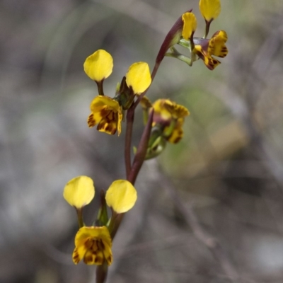 Diuris semilunulata (Late Leopard Orchid) at Rendezvous Creek, ACT - 16 Nov 2016 by JudithRoach