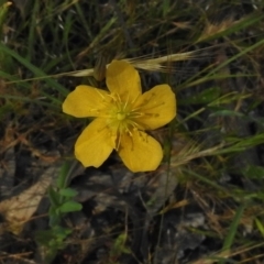 Hypericum gramineum (Small St Johns Wort) at Gungahlin, ACT - 19 Nov 2016 by JohnBundock