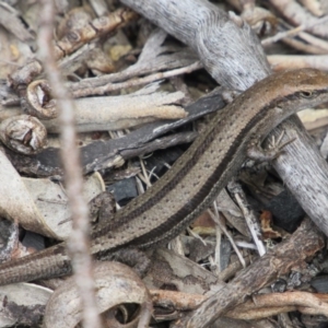 Lampropholis guichenoti at Rendezvous Creek, ACT - 20 Nov 2016