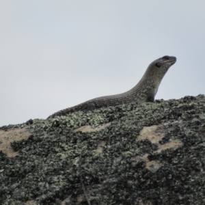 Egernia cunninghami at Rendezvous Creek, ACT - 20 Nov 2016 02:18 PM