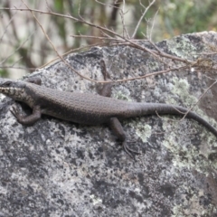 Egernia saxatilis (Black Rock Skink) at Rendezvous Creek, ACT - 20 Nov 2016 by KShort