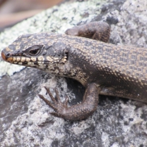 Egernia saxatilis at Rendezvous Creek, ACT - 20 Nov 2016