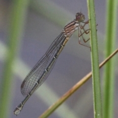 Xanthagrion erythroneurum (Red & Blue Damsel) at Molonglo River Reserve - 9 Oct 2016 by HarveyPerkins