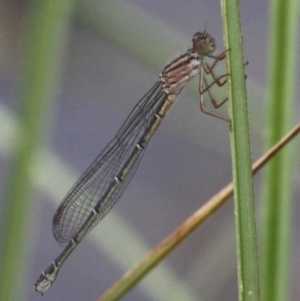 Xanthagrion erythroneurum at Molonglo River Reserve - 9 Oct 2016 04:23 PM