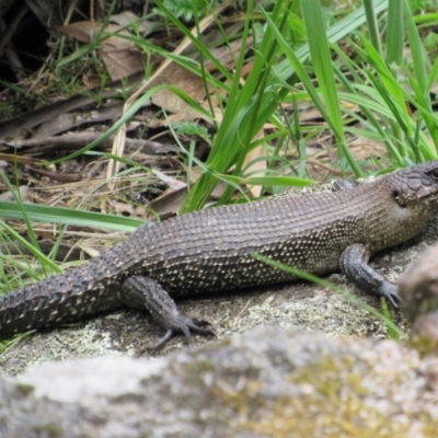 Egernia cunninghami (Cunningham's Skink) at Rendezvous Creek, ACT - 20 Nov 2016 by KShort