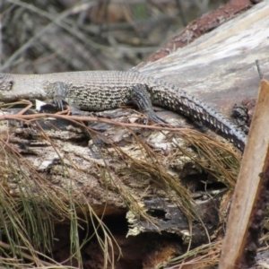 Egernia cunninghami at Rendezvous Creek, ACT - 20 Nov 2016 12:37 PM