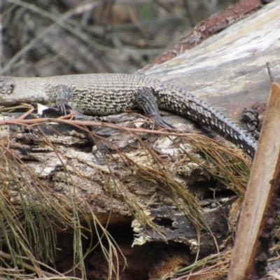 Egernia cunninghami (Cunningham's Skink) at Rendezvous Creek, ACT - 20 Nov 2016 by KShort