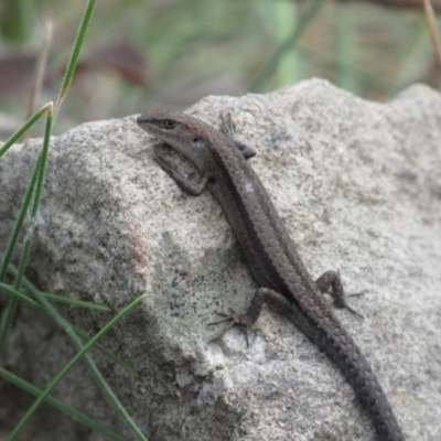 Lampropholis guichenoti (Common Garden Skink) at Rendezvous Creek, ACT - 20 Nov 2016 by KShort