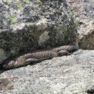 Egernia cunninghami at Rendezvous Creek, ACT - 20 Nov 2016