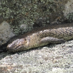 Egernia cunninghami at Rendezvous Creek, ACT - 20 Nov 2016