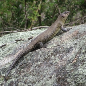 Egernia cunninghami at Rendezvous Creek, ACT - 20 Nov 2016