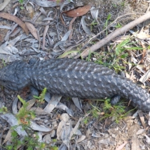 Tiliqua rugosa at Kowen, ACT - 18 Nov 2015