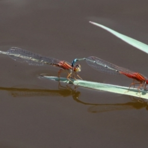 Xanthagrion erythroneurum at Fyshwick, ACT - 28 Jan 2016 12:39 PM