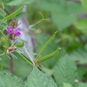 Vicia sativa at Red Hill, ACT - 20 Nov 2016