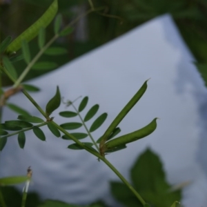 Vicia sativa at Red Hill, ACT - 20 Nov 2016