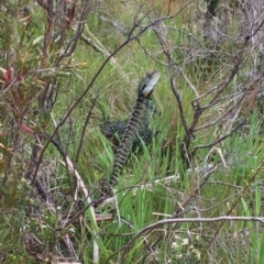 Intellagama lesueurii howittii (Gippsland Water Dragon) at Cotter River, ACT - 21 Nov 2016 by rtas