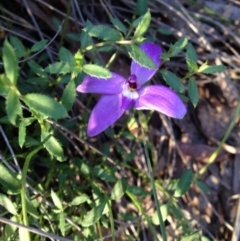 Glossodia major (Wax Lip Orchid) at Molonglo Valley, ACT - 12 Oct 2016 by PeterR