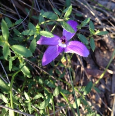 Glossodia major (Wax Lip Orchid) at Molonglo Valley, ACT - 12 Oct 2016 by PeterR