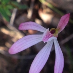 Caladenia fuscata (Dusky Fingers) at Point 16 - 13 Oct 2016 by MichaelMulvaney