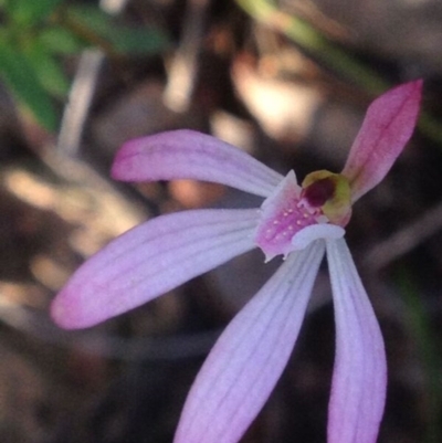 Caladenia fuscata (Dusky Fingers) at Point 16 - 13 Oct 2016 by MichaelMulvaney