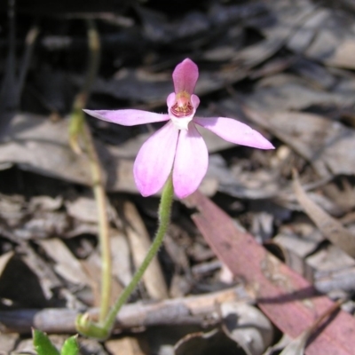 Caladenia carnea (Pink Fingers) at Canberra Central, ACT - 18 Oct 2008 by MatthewFrawley