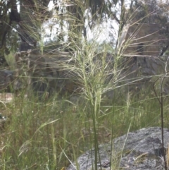 Austrostipa scabra subsp. falcata (Rough Spear-grass) at Campbell, ACT - 20 Nov 2016 by SilkeSma