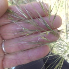 Austrostipa scabra subsp. falcata at Campbell, ACT - 21 Nov 2016