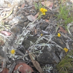 Chrysocephalum apiculatum (Common Everlasting) at Campbell, ACT - 20 Nov 2016 by SilkeSma