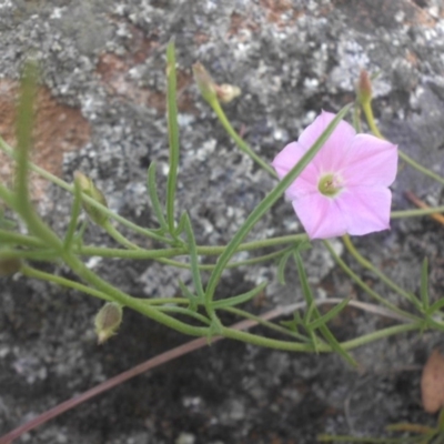 Convolvulus angustissimus subsp. angustissimus (Australian Bindweed) at Campbell, ACT - 20 Nov 2016 by SilkeSma