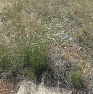 Themeda triandra at Campbell, ACT - 21 Nov 2016 10:21 AM