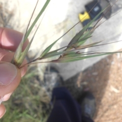 Themeda triandra at Campbell, ACT - 21 Nov 2016 10:21 AM